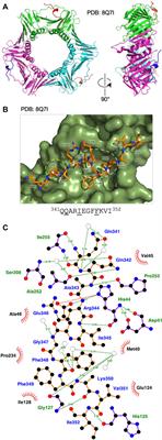Canonical binding of Chaetomium thermophilum DNA polymerase δ/ζ subunit PolD3 and flap endonuclease Fen1 to PCNA